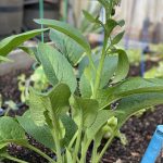 Home_Garden_Comfrey