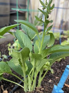 Home_Garden_Comfrey