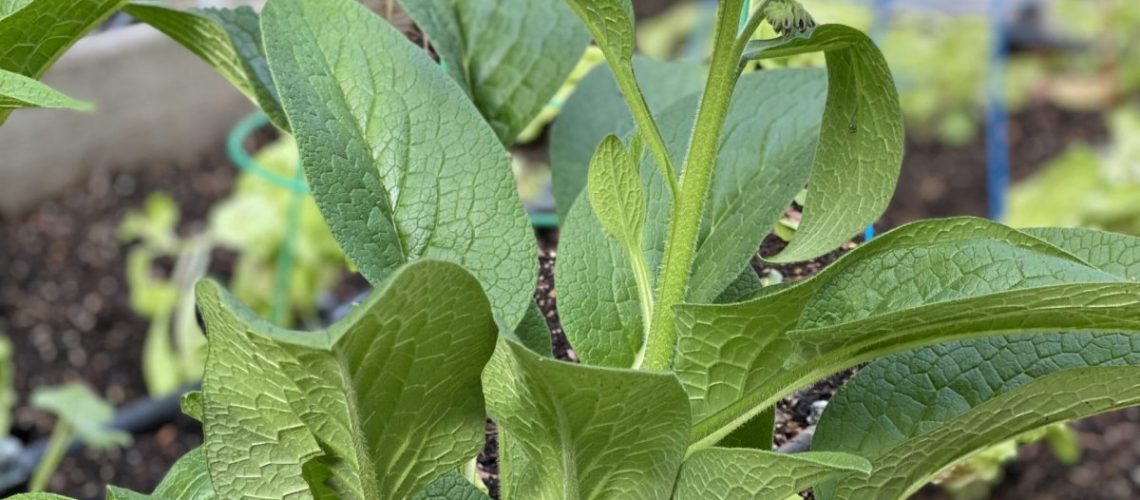 Home_Garden_Comfrey