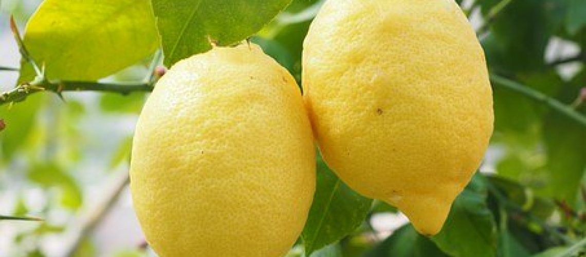 lemon-1117568__340